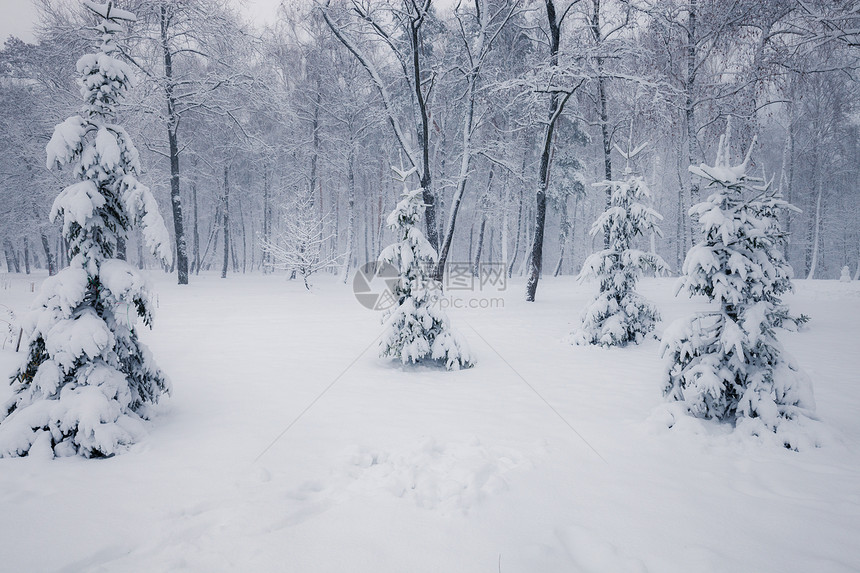 冬季森林中的雪树冬季自然景观图片