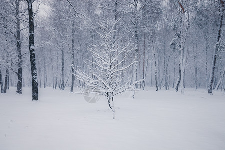 冬季森林中的雪树冬季自然景观图片