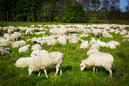 羊群放牧图片