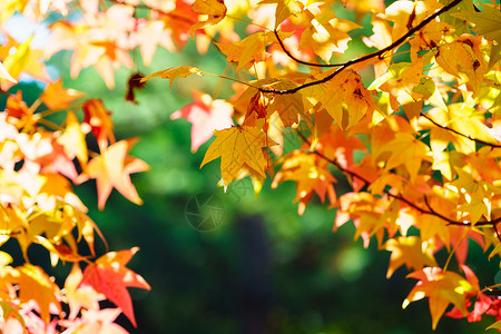 色彩多美丽的秋叶图片