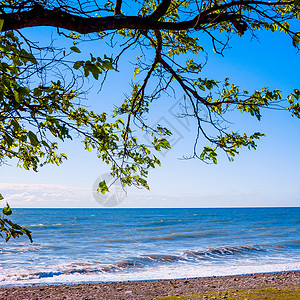 海滩上树的景图片