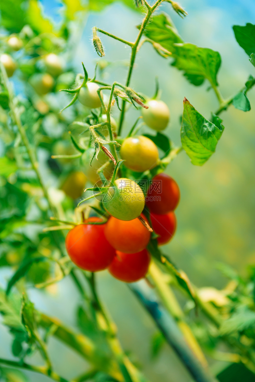 生长在温室的西红柿图片
