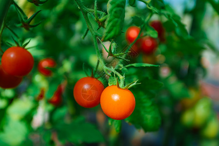花园中的有机西红番茄高清图片