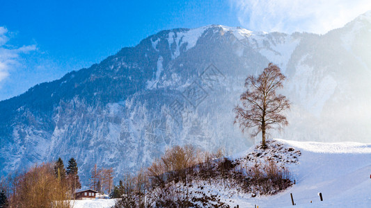 冬季风景树木覆盖雪图片