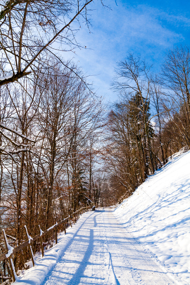 冬季风景树木覆盖雪图片