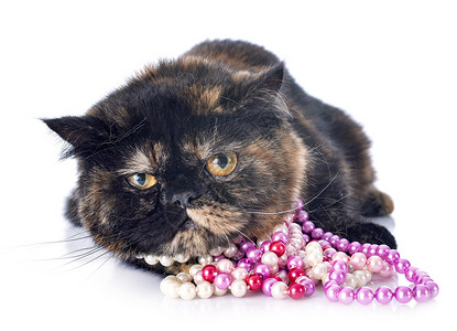 猫带珠宝素材白背景前戴珍珠项圈的异国短毛猫背景