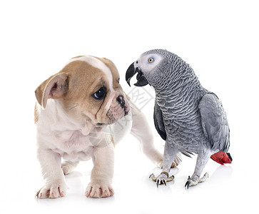 白色和灰色鸟白背景面前的鹦鹉和小狗背景