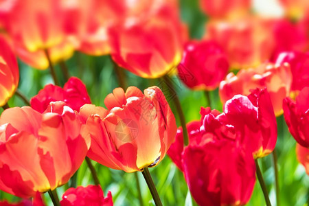 红色多彩郁金花的宏视图有选择焦点和bokeh效果图片