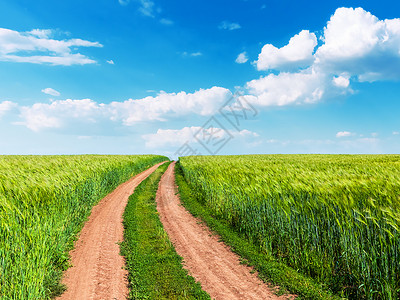绿色农村种植小麦田刮风路和有云的蓝阳光天空景色夏季风观背背景图片