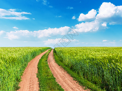 绿色农村种植小麦田刮风路和有云的蓝阳光天空景色夏季风观背图片