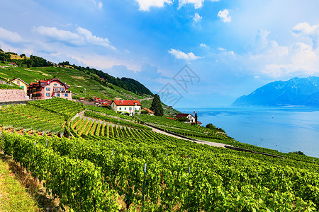 瑞士日内瓦湖附近阿尔卑斯山村葡萄园和小屋夏季风景背景图片