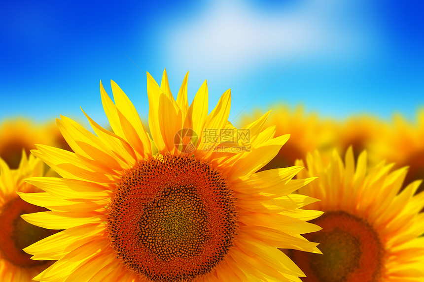 创造抽象的自然背景在色彩多的黄向日葵美丽田野前对带有选择焦点效应的云深蓝天空进行单向日葵的宏观察图片