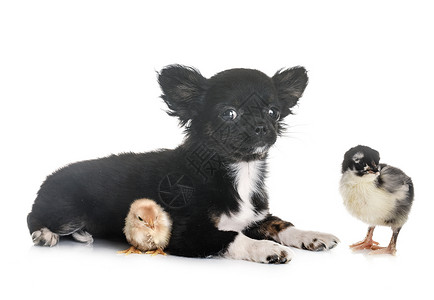 小狗吉娃和鸡在白色背景面前图片