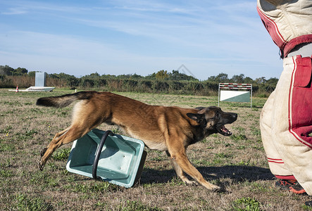 训练警犬与比利时牧羊人马里诺病图片