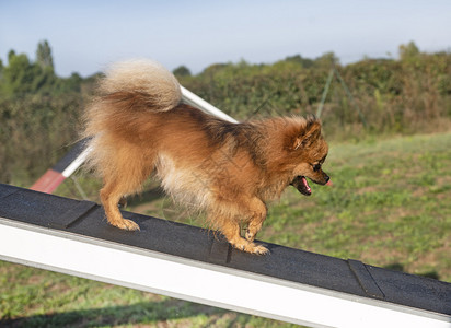 波美拉尼亚训练一个小的Pomeranian人以便他能敏捷地完成使命背景