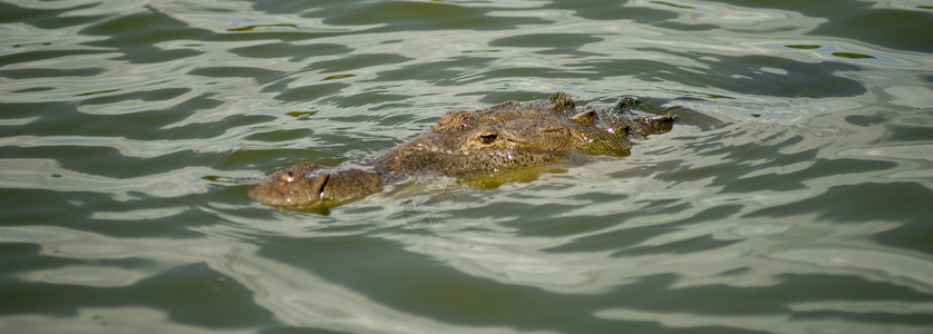 在美国佛罗里达州一只成年鳄鱼浮出水面足够长能捕到太阳和呼吸背景