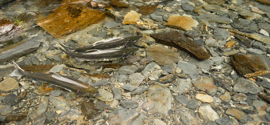 作为最后产卵努力的一对鲑鱼平坦的岩石占了河床优势图片