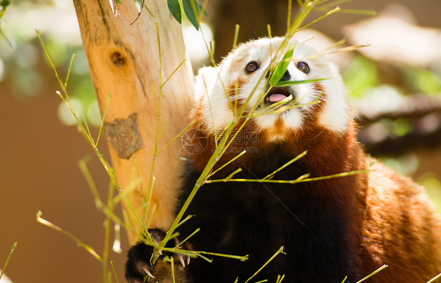 红熊猫对竹叶的养分来说会很高图片