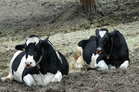 黑白母牛在日本的田野上图片