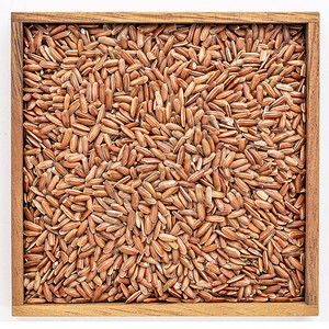 在一个孤立木箱中的棕色稻谷图片