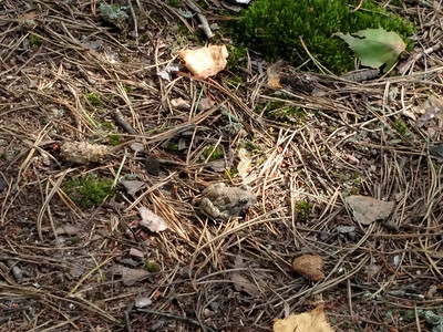 小青蛙在松针中叶子和苔图片