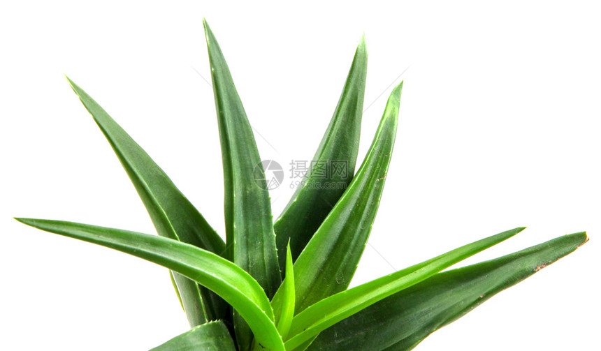 Aloevera植物白底隔离于的Aloevera植物图片