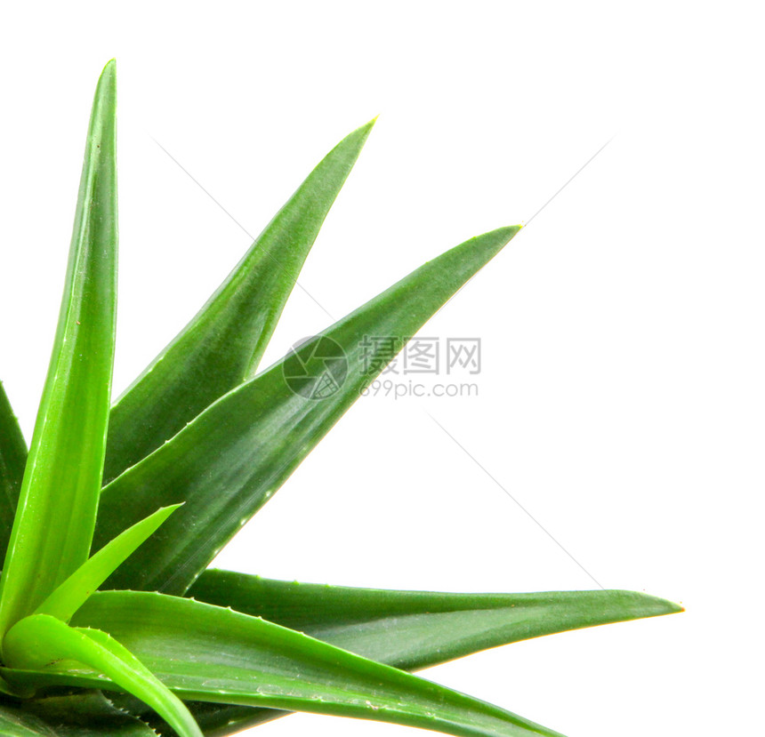 Aloevera植物白底隔离于的Aloevera植物图片