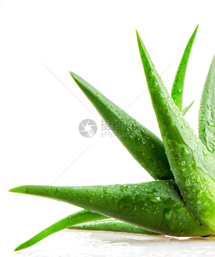 Aloevera植物白底隔离于的Aloevera植物图片