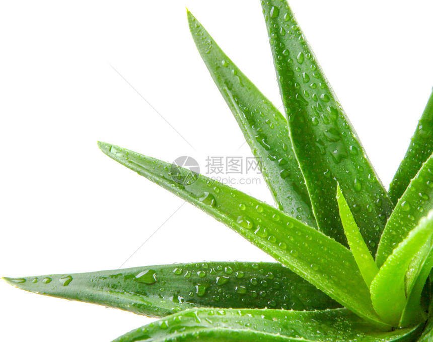 Aloevera植物白底隔离于的Aloevera植物图片