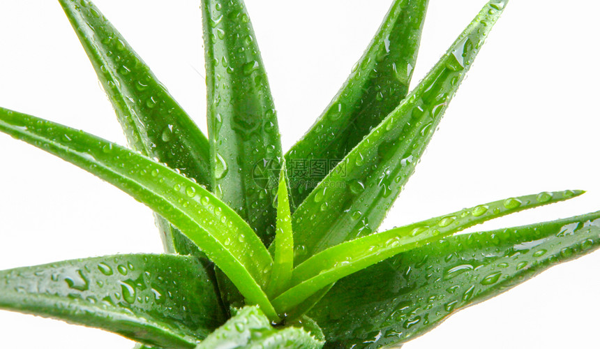 Aloevera植物白底隔离于的Aloevera植物图片