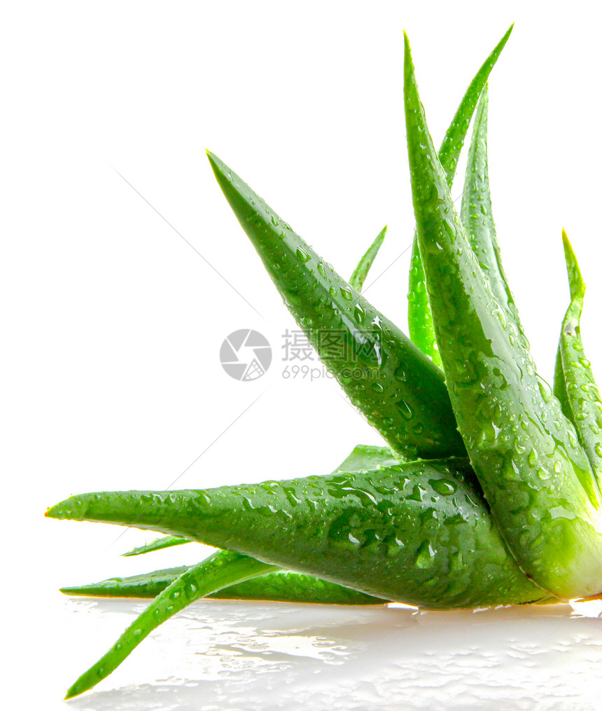 Aloevera植物白底隔离于的Aloevera植物图片