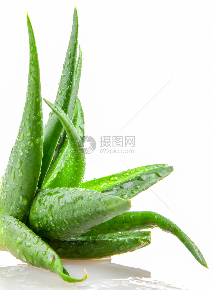 Aloevera植物白底隔离于的Aloevera植物图片