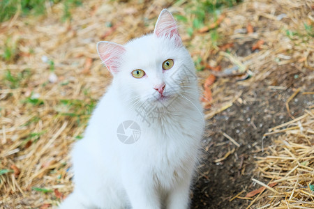 街上美丽的猫图片