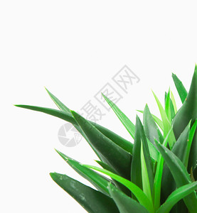 芦荟摄影素材Aloevera孤立在白色背景上孤立在白色背景上背景