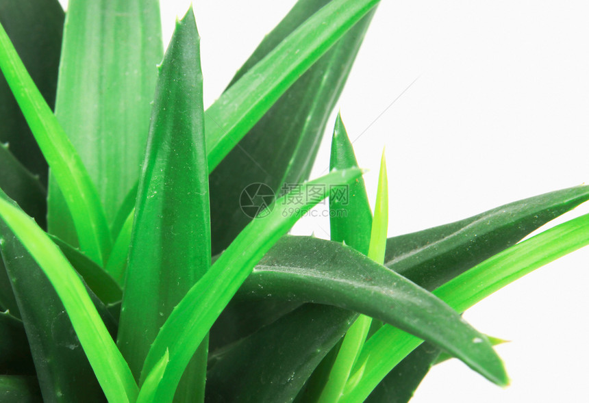 Aloevera孤立在白色背景上孤立在白色背景上图片