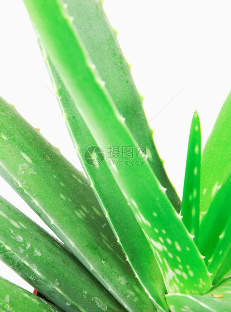 Aloevera孤立在白色背景上孤立在白色背景上图片