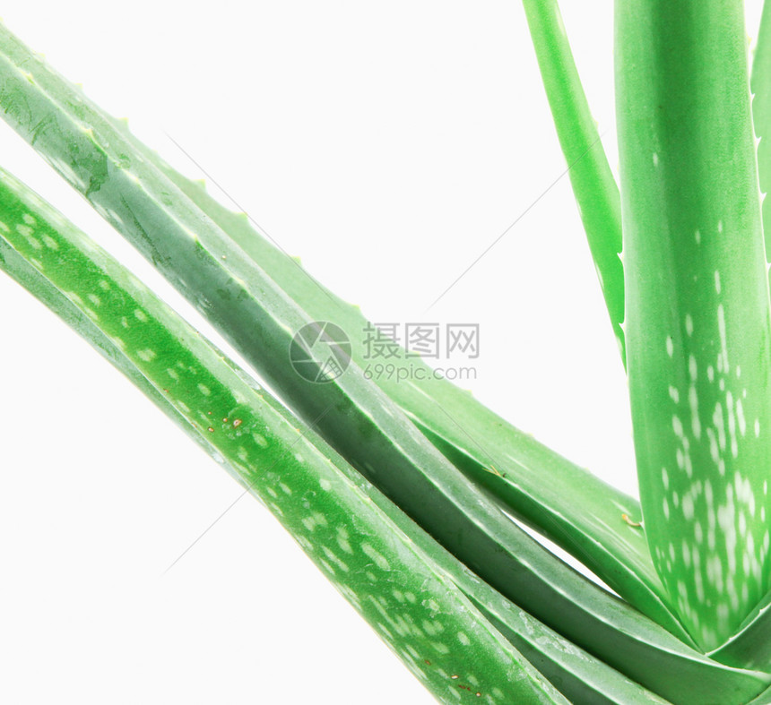 Aloevera孤立在白色背景上孤立在白色背景上图片