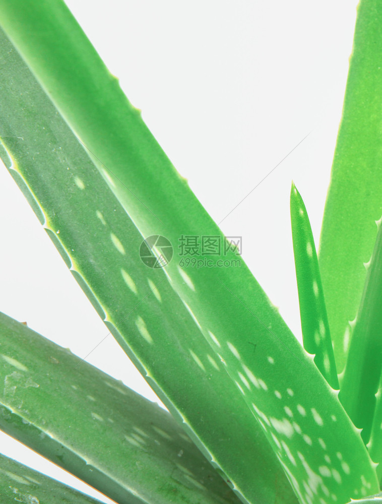 Aloevera孤立在白色背景上孤立在白色背景上图片