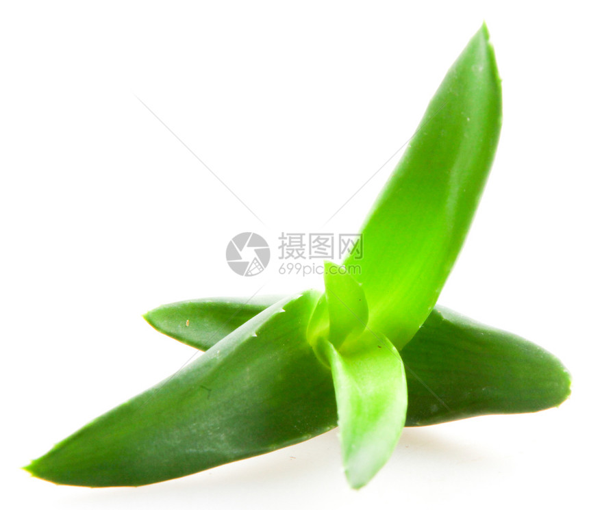 白底隔绝的Aloevera植物图片