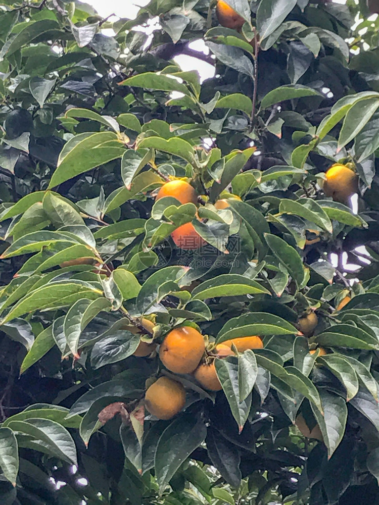 种植在树上生长的Persimmon水果图片