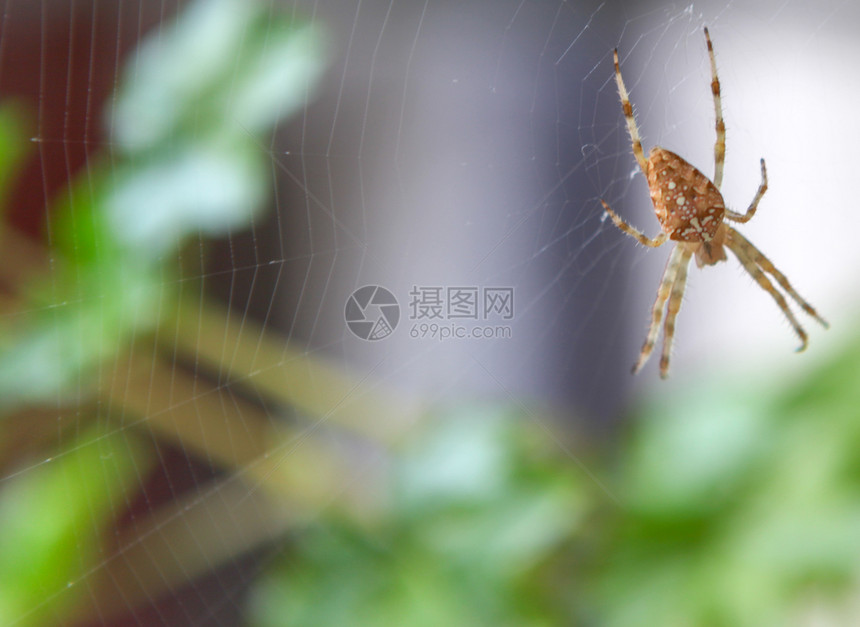 欧洲花园蜘蛛AraneusDiadematus位于完美的网络中心图片