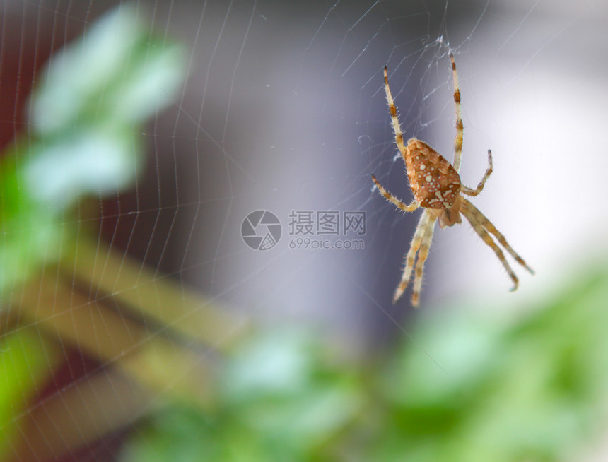 欧洲花园蜘蛛AraneusDiadematus位于完美的网络中心图片