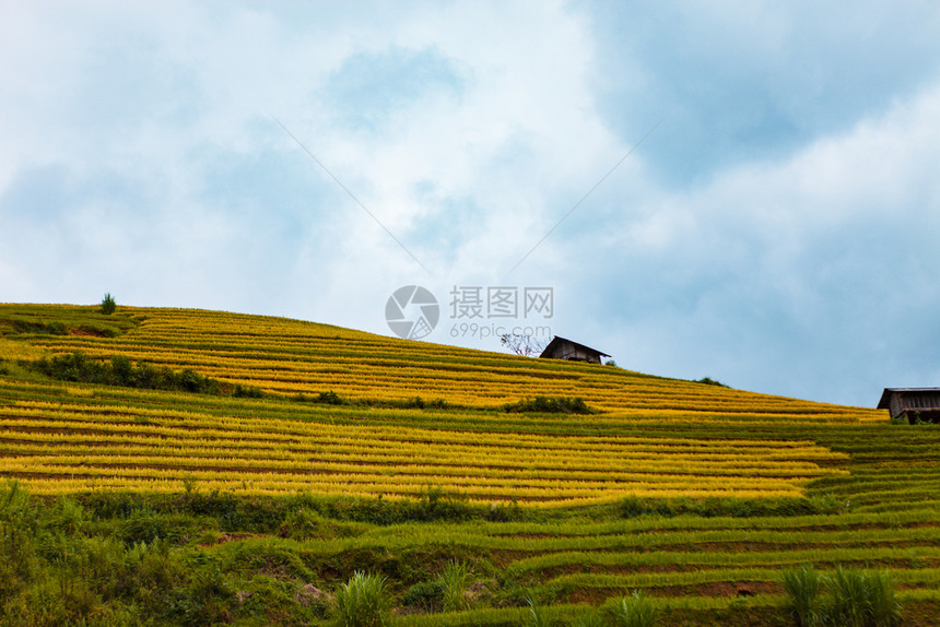 越南MuCangChai水季的稻田由苗族少数民耕种图片