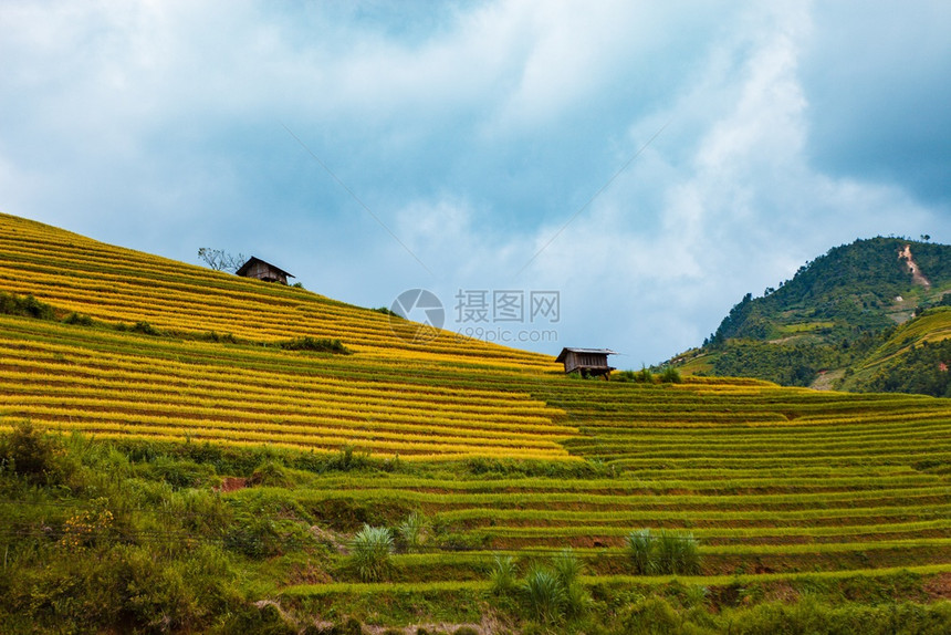 越南MuCangChai水季的稻田由苗族少数民耕种图片
