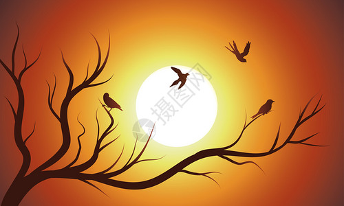 日落时在树枝上飞翔和休息的眠小鸟图片