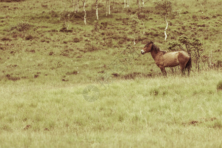 马在草原上平静的乡村现场马在牧上图片