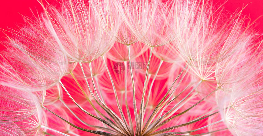 dandelion种子背景宏观封闭春季自然图片