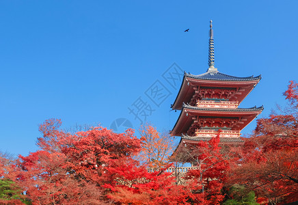 基约米祖寺庙的塔红叶多彩图片