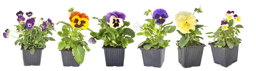 白色背景前的viola植物图片