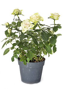 白色背景前的玫瑰植物图片
